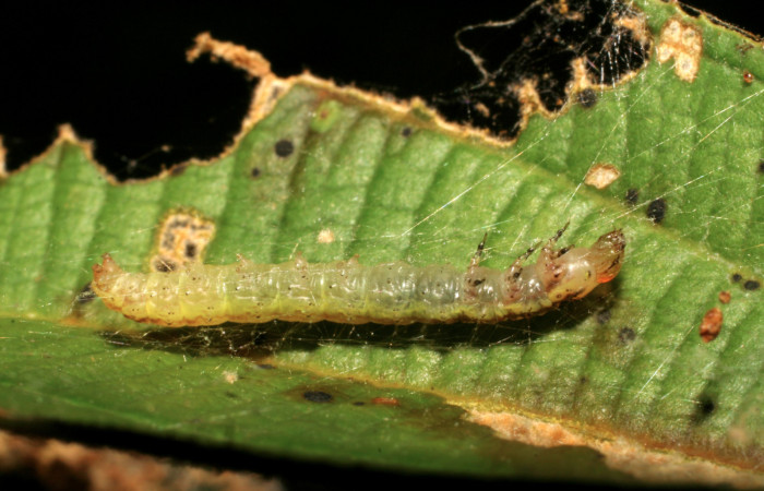 Fig. 8 Larva <i>Tancoa</i></i> crinita DHJ04, último estadio,
protegida con seda que ella misma produce. En
planta <i>Conostegia xalapensisde</i></i> la familia
Melastomataceae. Voucher 07-SRNP-30699-
DHJ418721.jpg