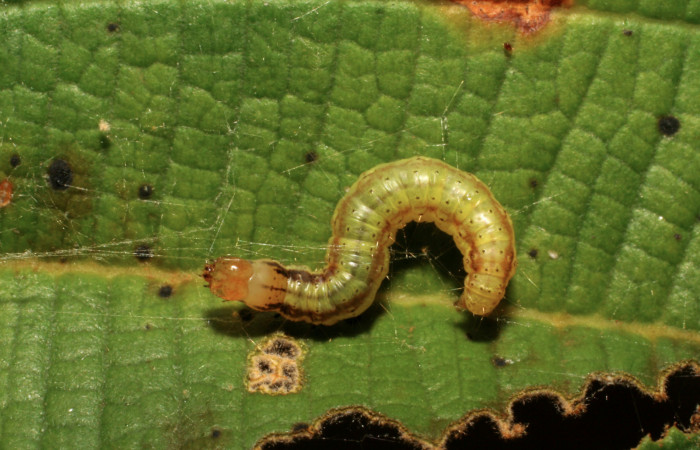 Fig. 7 Larva <i>Tancoa</i></i> crinita DHJ04, PU estadio,
protegida con seda que ella misma produce. En
planta <i>Conostegia xalapensisde</i></i> la familia
Melastomataceae. Voucher 07-SRNP-30699-
DHJ418722.jpg