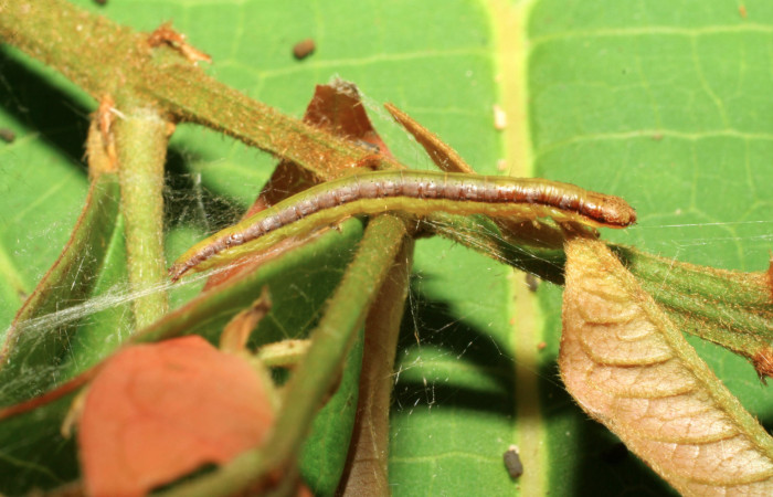 Fig. 10. Larva <i>Tancoa</i></i> crinitaDHJ03, Pyralidae, vista lateral.
Voucher (07-SRNP-30990-DHJ419730)