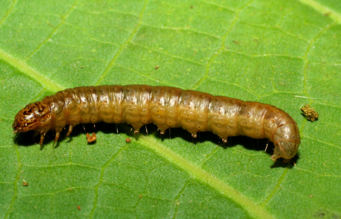 Fig. 9. Larva <i>Tancoa</i></i> crinitaDHJ03, Pyralidae, vista lateral. Voucher
(07-SRNP-32953-DHJ427306)