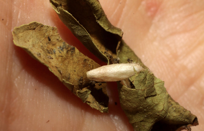 Figura 13. Capullo de <i>Apanteles</i></i> randallmartinezi de la familia Braconidae, parásito que ataca a la larva <i>Tancoa</i></i>
crinitaDHJ03. (Voucher 09-SRNP-42777-DHJ476481.jpg).