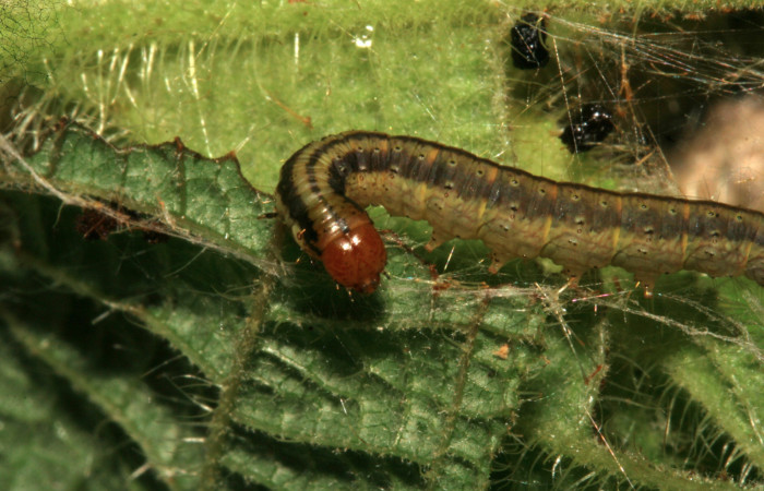 Figura 12. Larva <i>Tancoa</i></i> crinitaDHJ04, Pyralidae, último estadio,
vista cabeza. En Planta <i>Clidemia hirta</i></i> de la familia
Melastomataceae. Voucher (09-SRNP-799-DHJ450390.jpg)