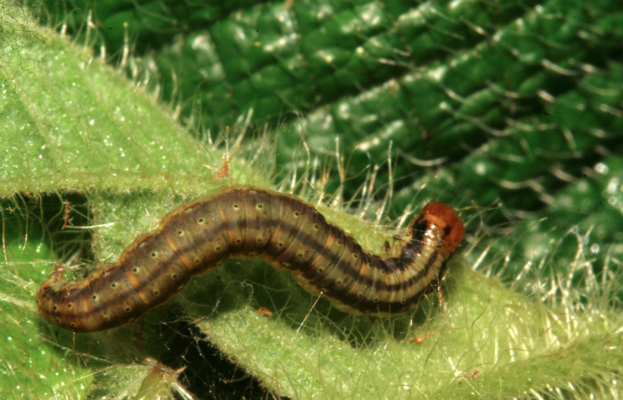 Figura 11. Larva <i>Tancoa</i></i> crinitaDHJ04, Pyralidae, último estadio,
vista dorsal. En Planta <i>Clidemia hirta</i></i> de la familia Melastomataceae.
Voucher (09-SRNP-799-DHJ450391)