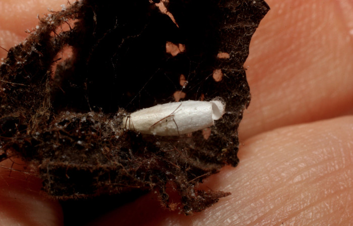 Figura 14. Capullo de Braconidae, <i>Apanteles</i></i> randallmartinezi, parásito que ataca a la larva
<i>Tancoa</i></i> crinitaDHJ04 (11-SRNP-41311-DHJ800775).