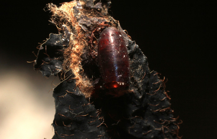 Fig. 15 Pupario <i>Lixophaga</i></i> Wood04DHJ02, (Tachinidae), mosca parásita en larva <i>Tancoa</i></i>
crinitaDHJ04. Voucher 11-SRNP-4634-DHJ800601.jpg.