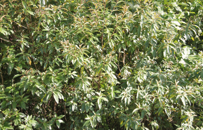 Figura 17. planta hospedera de <i>Tancoa</i></i> crinitaDHJ04 ,Pyralidae, planta <i>Conostegia xalapensis</i></i>. Foto, Keiner Aragon Calero, 03/01/2022.