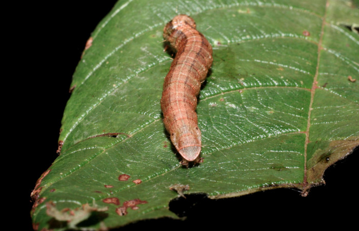 Fig. 10 Larva <i>Carthara</i></i> abruptaDHJ02, Pyralidae mostrando la parte trasera. Voucher: 09-SRNP-57986-DHJ466712.jpg.