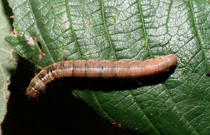 Fig. 11 Larva <i>Carthara</i></i> abruptaDHJ02, Pyralidae mostrando la parte dorsal. Voucher: 09-SRNP-57986-DHJ466715.jpg.