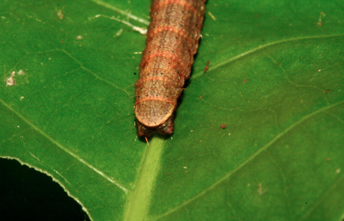 Fig. 13 Larva <i>Carthara</i></i> abruptaDHJ03, Pyralidae <i>Celastrus vulcanicolus</i></i>, (Celastraceae). Voucher: 10-SRNP-2292-DHJ470589.jpg.