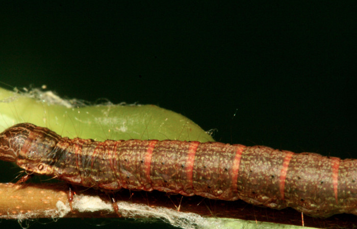 Fig. 14 Larva <i>Carthara</i></i> abruptaDHJ03, Pyralidae <i>Celastrus vulcanicolus</i></i>, (Celastraceae). Voucher: 10-SRNP-2292-DHJ470592.jpg.