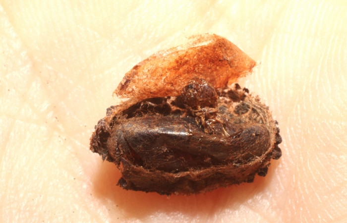 Fig.15 Prepupa Braconidae, <i>Heteropteron</i></i> Whitfield01 <i>Carthara</i></i> abruptaDHJ02. Voucher: 09-SRNP-57988-DHJ474188.jpg.