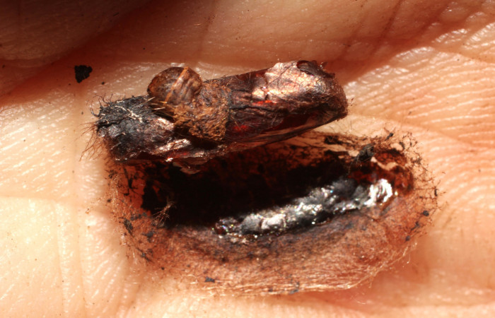 Fig.17 Prepupa Braconidae, <i>Heteropteron</i></i> Whitfield01 <i>Carthara</i></i> abruptaDHJ02. Voucher: 10-SRNP-56747-DHJ800271.jpg.