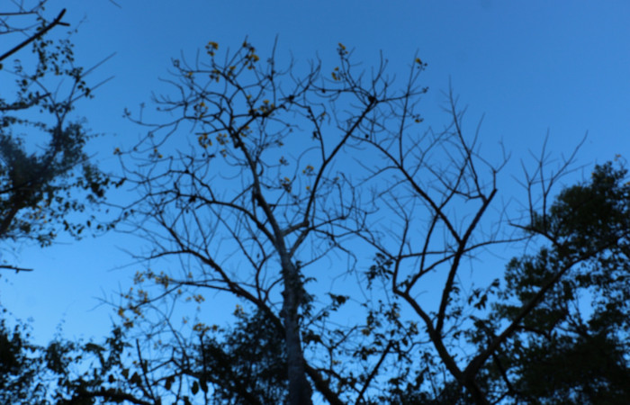 Fig.18 Planta  <i>Cochlospermum vitifolium</i></i>, (Malvaceae), hospedera de la larva <i> Carthara</i></i> abruptaDHJ02, (Pyralidae), Sector Mundo Nuevo, Punta Plancha. Ahora <i>Cochlospermum vitifolium</i></i>, se encuentra con flores amarillas y unos árboles sín hojas y algunos tiene hojas amarillas y rojas casi cayéndose, por efecto de la época seca, ya que son árboles caducifolios. Foto Elieth Cantillano 25 Febrero 2022.
