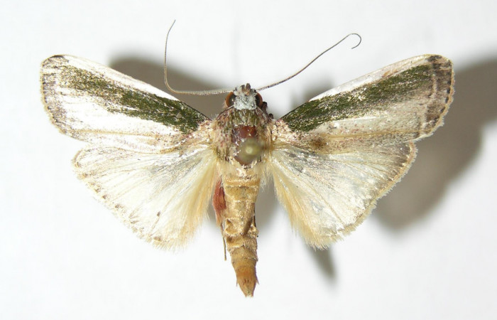 Fig.1 Adulto <i>Carthara</i></i> abruptaDHJ02, Pyralidae macho mostrando la parte dorsal.  Voucher: 05-SRNP-62977-DHJ343838.