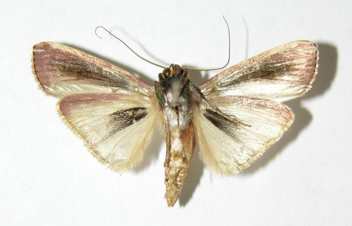 Fig. 2 Adulto <i>Carthara</i></i> abruptaDHJ02, Pyralidae macho mostrando la parte ventral. Voucher: 05-SRNP-62977-DHJ343839.