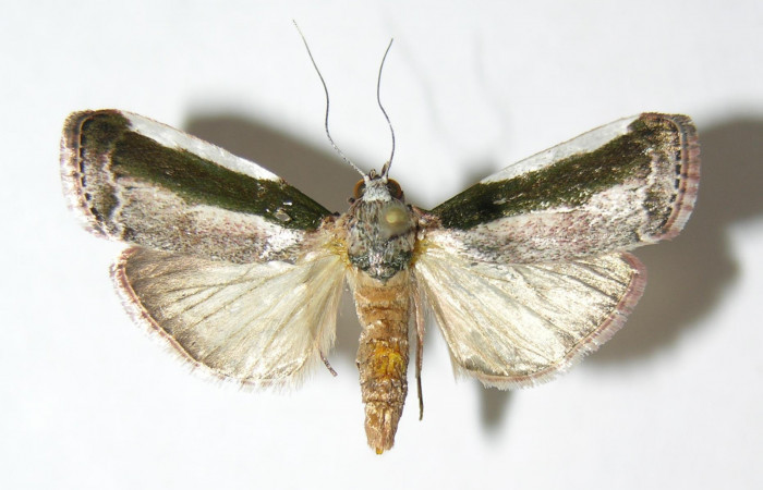 Fig. 3 Adulto <i>Carthara</i></i> abruptaDHJ02, Pyralidae hembra mostrando la parte dorsal. Voucher: 05-SRNP-63387-DHJ343848.