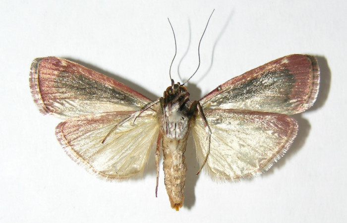 Fig. 4 Adulto <i>Carthara</i></i> abruptaDHJ02, Pyralidae hembra mostrando la parte ventral. Voucher: 05-SRNP-63387-DHJ343849.