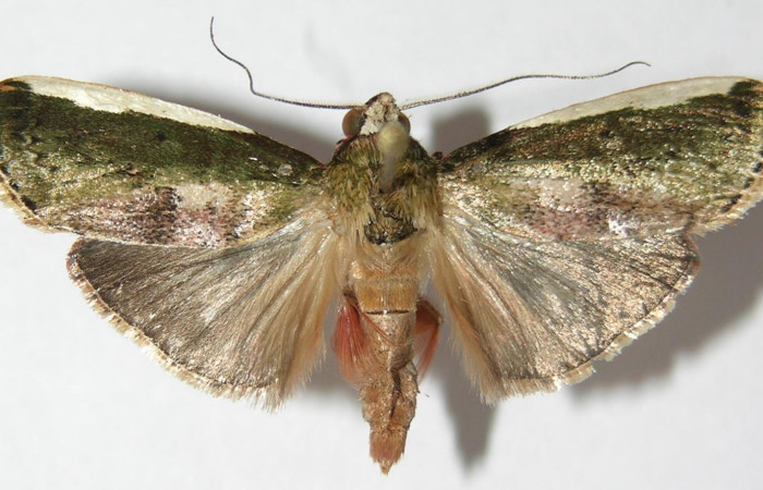 Fig. 5 Adulto <i>Carthara</i></i> abruptaDHJ03, Pyralidae mostrando la parte dorsal. Voucher: 09-SRNP-6713-DHJ523320.