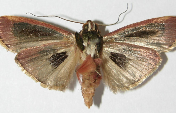 Fig. 6 Adulto <i>Carthara</i></i> abruptaDHJ03, Pyralidae mostrando la parte ventral. Voucher: 09-SRNP-6713-DHJ523321.