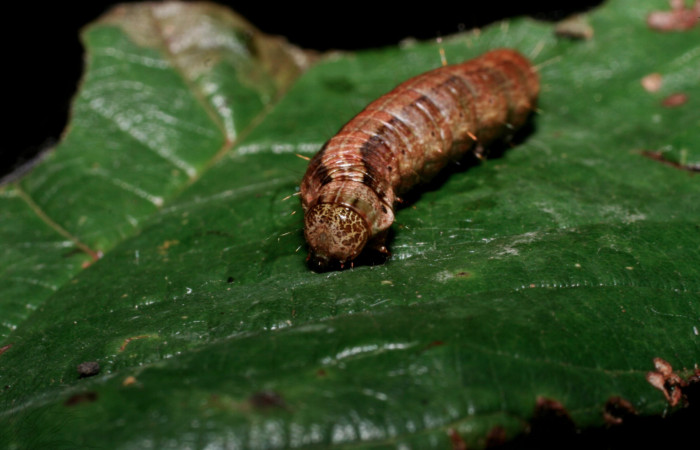 Fig. 7 Larva <i>Carthara</i></i> abruptaDHJ02, Pyralidae mostrando la parte cabeza frente. Voucher: 09-SRNP-57986-DHJ466711.jpg.