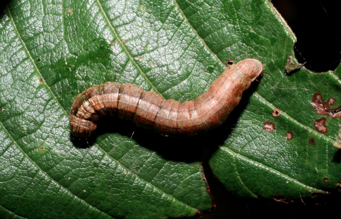 Fig. 8 Larva <i>Carthara</i></i> abruptaDHJ02, Pyralidae mostrando la parte espalda. Voucher: 09-SRNP-57986-DHJ466709.jpg.
