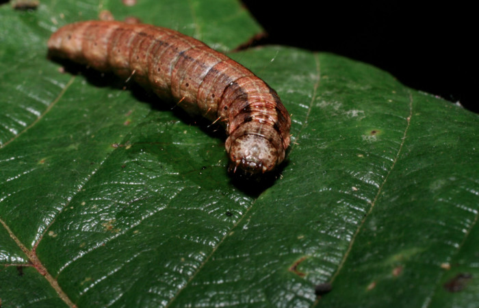 Fig. 9 Larva <i>Carthara</i></i> abruptaDHJ02, Pyralidae mostrando la parte cabeza. Voucher: 09-SRNP-57986-DHJ466710.jpg.