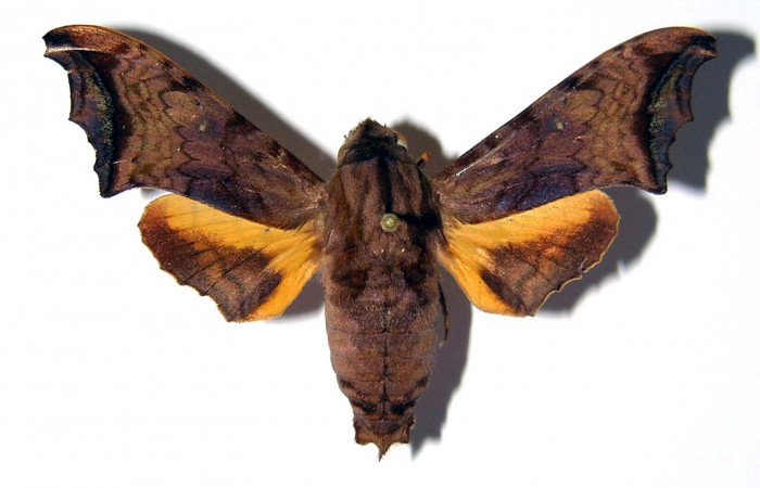 Fig. 01. Macho de <i>Nyceryx riscus</i></i> (Sphingidae), vista dorsal, 49mm de envergadura. Voucher: 85-SRNP-308-DHJ95910.jpg.