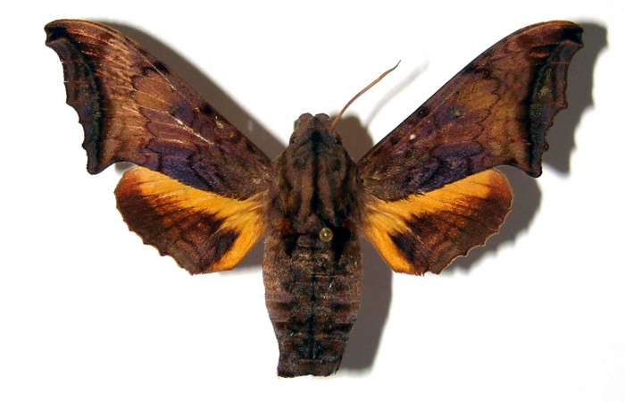 Fig. 03. Hembra de <i>Nyceryx riscus</i></i> (Sphingidae), vista dorsal, 52mm de envergadura. Voucher: 95-SRNP-8494-DHJ95906.jpg.
