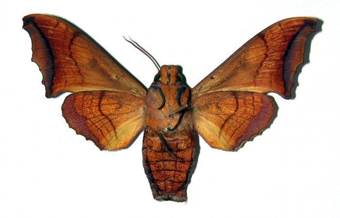 Fig. 04. Hembra de <i>Nyceryx riscus</i></i> (Sphingidae), vista ventral, 52mm de envergadura. Voucher: 95-SRNP-8494-DHJ95907.jpg.