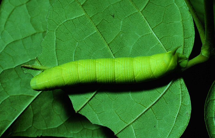 Fig. 05. Larva de <i>Nyceryx riscus</i></i> (Sphingidae), vista dorsal, 48mm de longitud. Voucher: 85-SRNP-308-DHJ8964.jpg.