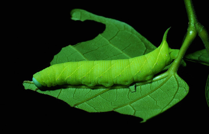 Fig. 06. Larva de <i>Nyceryx riscus</i></i> (Sphingidae), vista lateral, 48mm de longitud. Voucher: 85-SRNP-308-DHJ8967.jpg.