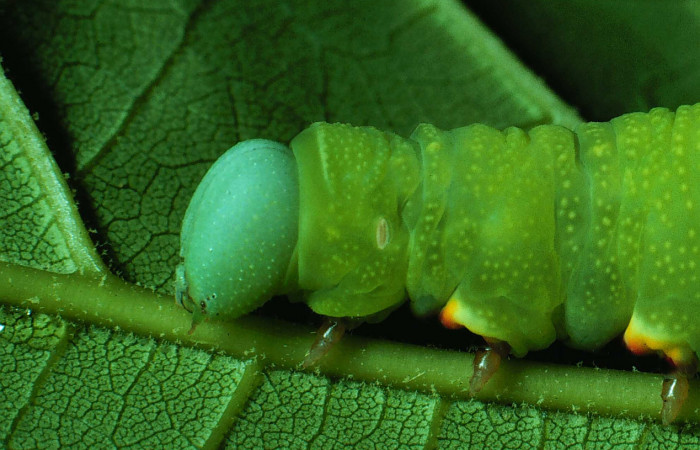 Fig. 07. Larva de <i>Nyceryx riscus</i></i> (Sphingidae), vista lateral tórax, 48mm de longitud. Voucher: 85-SRNP-308-DHJ8972.jpg.