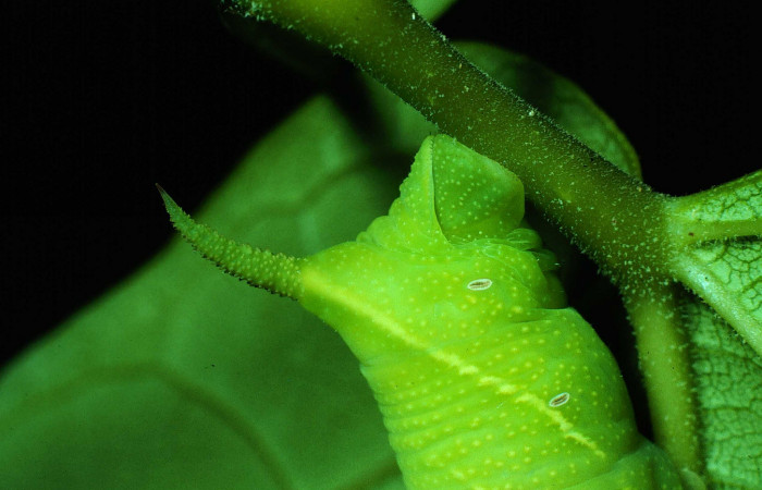 Fig. 08. Larva de <i>Nyceryx riscus</i></i> (Sphingidae), vista lateral trasera cuernito típico de larva Sphingidae, 48mm de longitud. Voucher: 85-SRNP-308-DHJ8975.jpg.