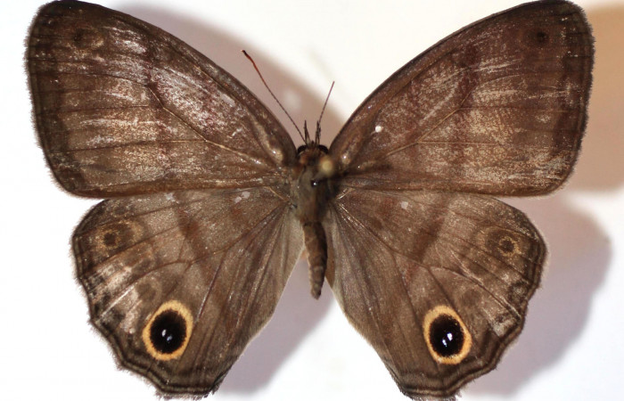 Fig.1. Adulto de <i>Cissia</i></i> confusaDHJ02. En posición dorsal de 43mm de longitud. Voucher : 14-SRNP-30808-DHJ589818.jpg.