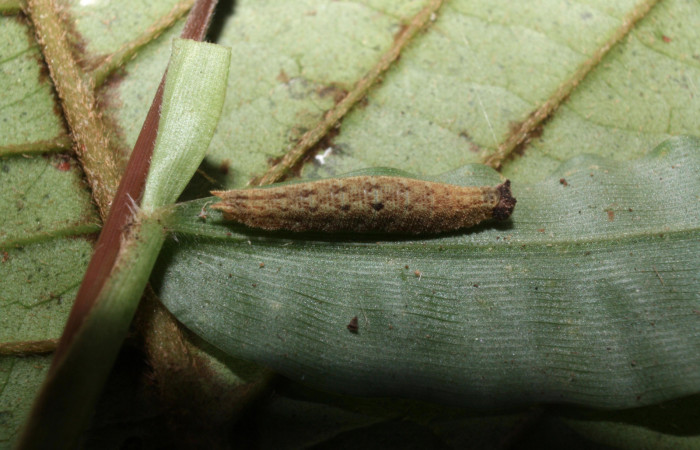 Fig.10. Larva de <i>Cissia</i></i> confusaDHJ03 en tercer estadio. Voucher : 12-SRNP-20190-DHJ493172.jpg.