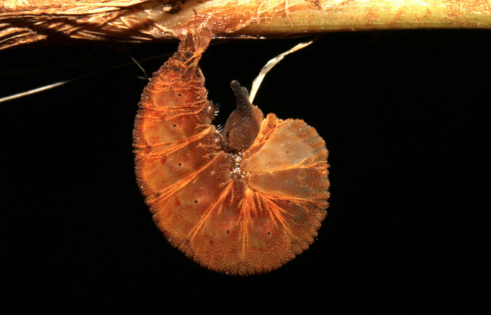 Fig.10. Larva de <i>Cissia</i></i> confusaDHJ03 en tercer estadio. Voucher : 12-SRNP-20190-DHJ493172.jpg.