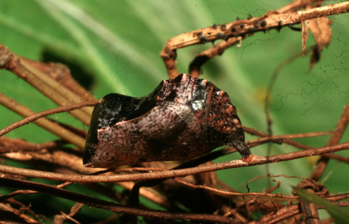 Fig.12. Pupa de <i>Cissia</i></i> confusaDHJ02. Voucher :11-SRNP-30472-DHJ481607.jpg.