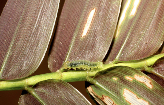 Fig.13.Larva de <i>Marimatha</i></i> Janzen7222. Voucher : 11-SRNP-30116-DHJ481415.jpg