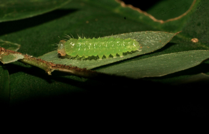 Fig.14. Larva de <i>Marimatha</i></i> Janzen7222. Voucher : 10-SRNP-73420-DHJ479767.jpg