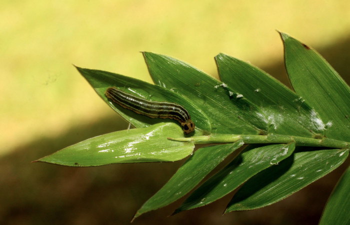 Fig.16. Larva de hespJanzen01 Janzen55. Voucher : 11-SRNP-30014-DHJ481174.jpg.