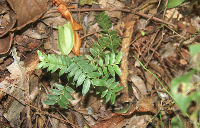 Fig.17. Plantas hospedera de <i>Cissia</i></i> confusaDHJ02, <i>Cryptochloa concinna</i></i>  (Poaceae).