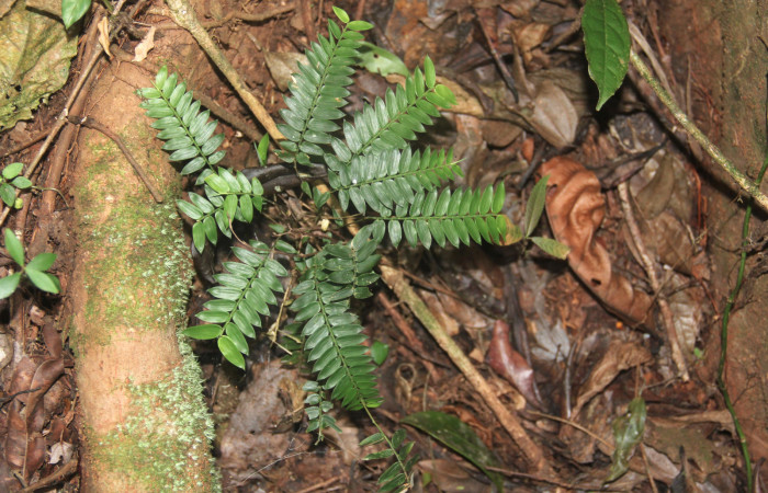 Fig.18. Plantas hospedera de <i>Cissia</i></i> confusaDHJ02, <i>Cryptochloa concinna</i></i>  (Poaceae).