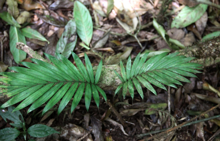Fig.19. Planta juvenil de <i>Prestoea decurrens</i></i> (Arecaceae), planta hospedera de <i>Cissia</i></i> confusaDHJ02.