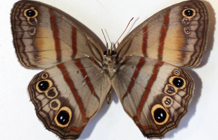 Fig.2. Adulto de <i>Cissia</i></i> confusaDHJ02. En posición ventral. Voucher : 14-SRNP-30808-DHJ589819.jpg.