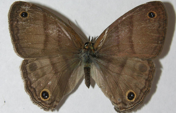 Fig.3. Adulto de <i>Cissia</i></i> confusaDHJ03. En posición dorsal de 33mm de longitud. Voucher : 12-SRNP-20190-DHJ562762.jpg.