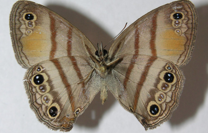 Fig.4. Adulto de <i>Cissia</i></i> confusaDHJ03. En posición ventral. Voucher : 12-SRNP-20190-DHJ562763.jpg.