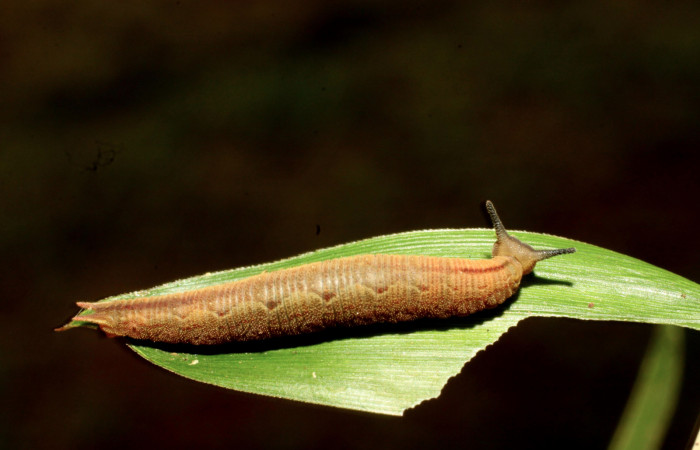 Fig.5 .Larva de <i>Cissia</i></i> confusaDHJ02. Voucher : 11-SRNP-30020-DHJ481206.jpg.