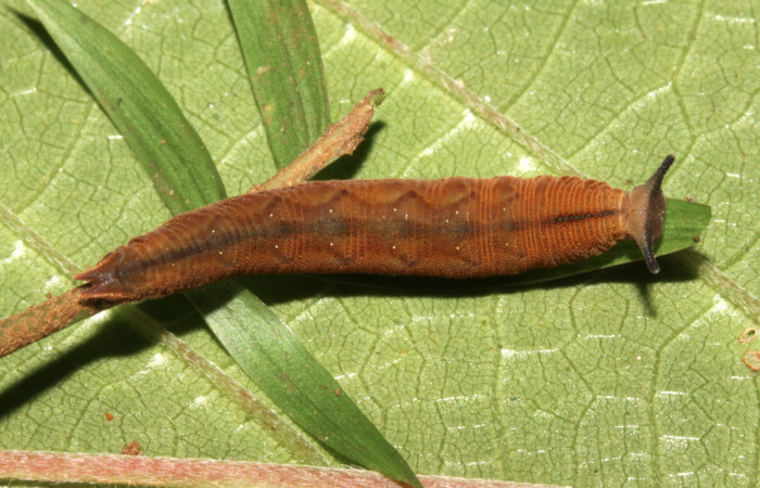 Fig.6. Larva de <i>Cissia</i></i> confusaDHJ02. Voucher : 13-SRNP-31089-DHJ701337.jpg.