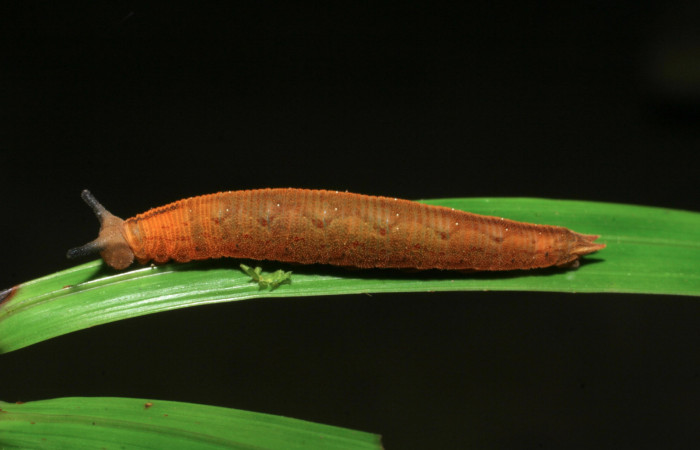 Fig.7. Larva de <i>Cissia</i></i> confusaDHJ02. Voucher : 08-SRNP-42081-DHJ446724.jpg.