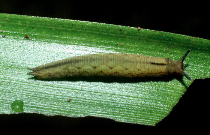 Fig.9. Larva de <i>Cissia</i></i> confusaDHJ02 en tercer estadio. Voucher : 09-SRNP-31956-DHJ455248.jpg.